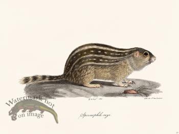 Cuvier 257 Ground Squirrel